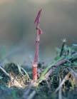 Ecological information on Japanese knotweed 1.1 What is Japanese knotweed?