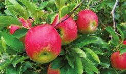 NOVA EFFECTIVE DISEASE CONTROL IN FRUITS AND VEGETABLES INCLUDING APPLE, GRAPE AND STONE FRUITS.
