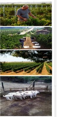 Eceabat Boutique Wine and Vineyard Enterprises (For example: Suvla) Surrounded by pine trees with a smell of intense resin in the salty air by the Aegean coasts, the vineyards have the hardpan soil
