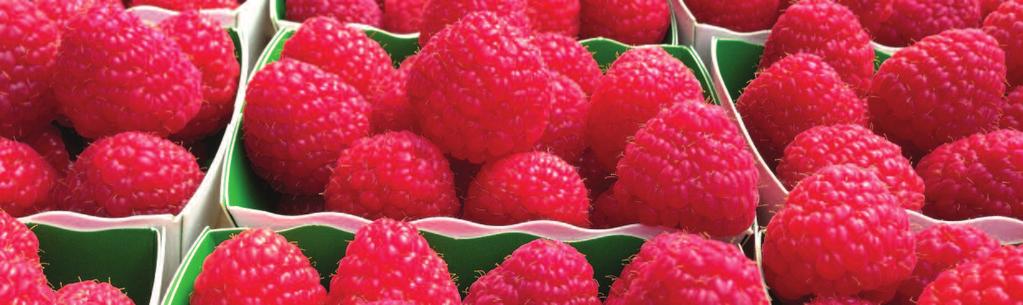 raspberries raspberries YOUR CHOICE OF PLANTS Soil Grown - Bare Root Plants Available November - February fresh lifted. Ex cold-store in spring by arrangement.