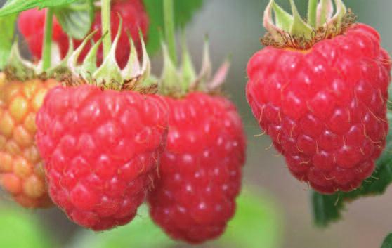 raspberries floricane floricane raspberries Main Season: Listed in order of cropping Glen Fyne EU 27262 A superbly flavoured mid-season selection from JHI with real potential to supersede Tulameen as