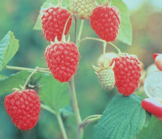 Bred by Nikki Jennings of MRS, Glen Fyne produces firm, bright, cohesive berries that are attractively coloured and comparable in size and shelf life to those of Glen Ample.