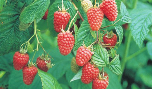 The berries are well presented on strong laterals and the canes are easily managed. Approved Health Standard Cane: 675 per 1000 Spring Potted Plants: 710 per 1000 Long Cane 1.