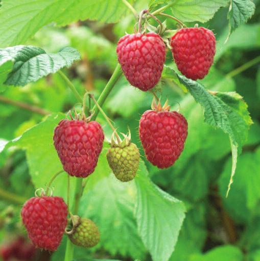 raspberries floricane raspberries Late Season Glen Dee EU PVR Application No.