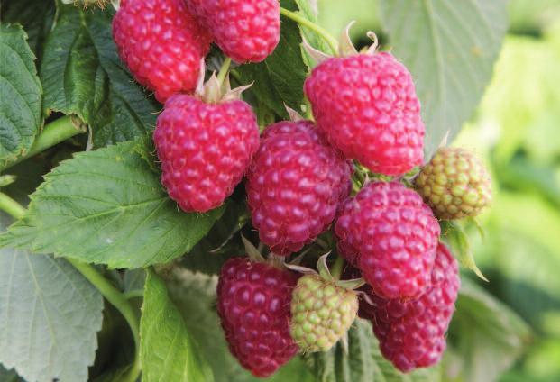 The fruit is firm with a pleasant flavour and plugs easily at an early stage of ripeness.