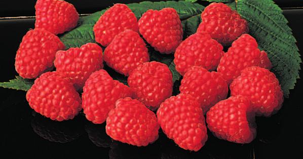 The variety crops heavily in the first half of its fruiting period. The berries are 30% larger than Autumn Bliss and are both brighter and firmer. The flavour is superb.