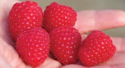 The objectives are to produce varieties that are competitive in the modern market place with: l High fruit quality l Extended shelf life l Good yield and flavour Selection is carried out using a