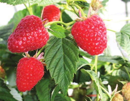 return to the breeder. l l l l All fruit producers of ABB raspberry varieties must complete and sign a Fruit Producers Licence.
