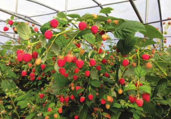 raspberries primocane NEW for 2017 primocane raspberries Marionnet Sarl are a long established French family business specialising in the propagation of strawberry, raspberry and asparagus.