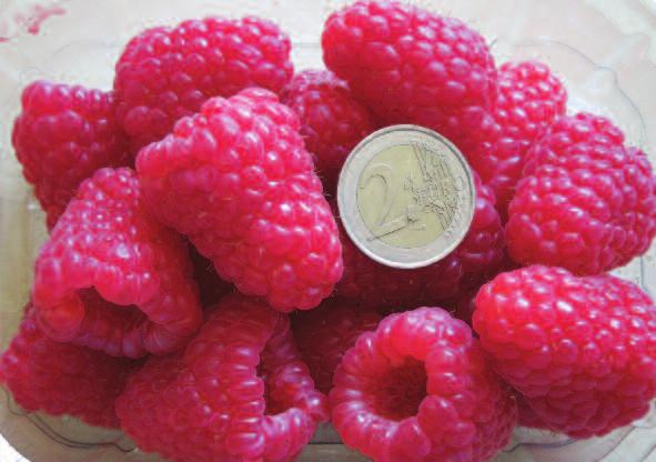 Five years ago they initiated a raspberry breeding programme, focussed on the high quality primocane sector, and have now released the attractively named Paris and Versailles varieties.
