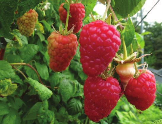 l Very bright, attractive lightly coloured berries. l Excellent eating qualities with a good sugar/acid balance. l Firm fruit, holding well on the plant with good shelf life.