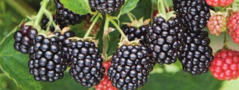 The berries are large, even in shape, firm and with an excellent colour that is retained under refridgeration and freezing. Fruit flavour is very good as is shelf life.
