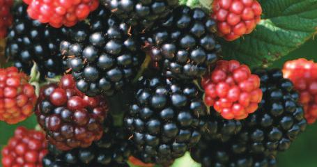 Loch Ness This thornless blackberry, bred at JHI, produces a very high yield of top quality fruit.