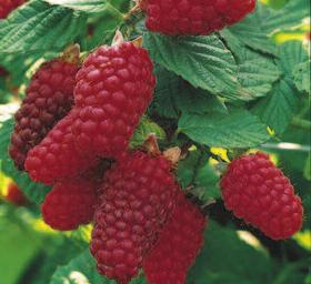 The inherent quality of this variety and, in particular, its winter hardiness, make it one of the best adapted for the northern European climate. Loch Ness produces strong semi-erect and erect canes.