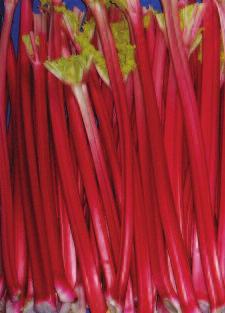 rhubarb Early Season Timperley Early This is the earliest variety available and is widely used for very early forced crops as well as for producing early outdoor rhubarb in February and March.