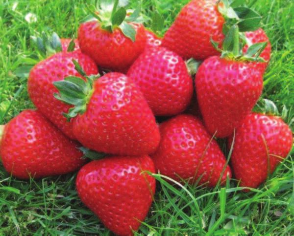 strawberries Malling TM Centenary EU 40671 Bred by the East Malling Strawberry Breeding Club at NIAB-EMR and released in 2013, Malling TM Centenary has already established itself as the most widely