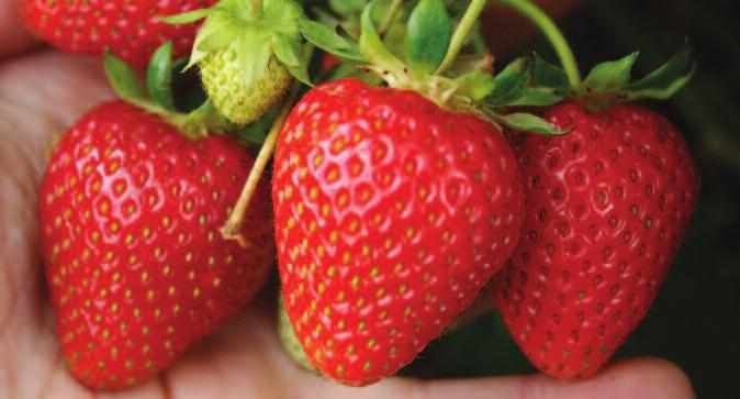 strawberries Early Season: Listed in order of cropping Main Season: Listed in order of cropping strawberries Christine Christine is an early season variety cropping some 5 days ahead of Elsanta and