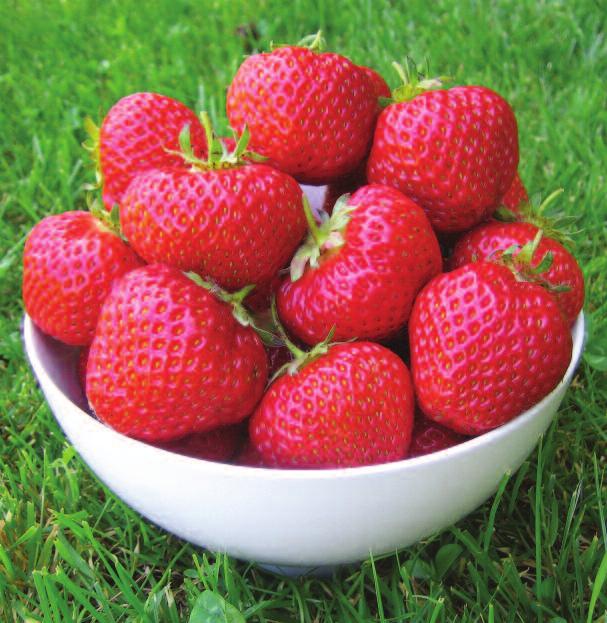 strawberries Main Season: Listed in order of cropping Main Season: Listed in order of cropping strawberries Hapil Hapil is a large, vigorous plant producing a heavy crop of very large, bright, glossy