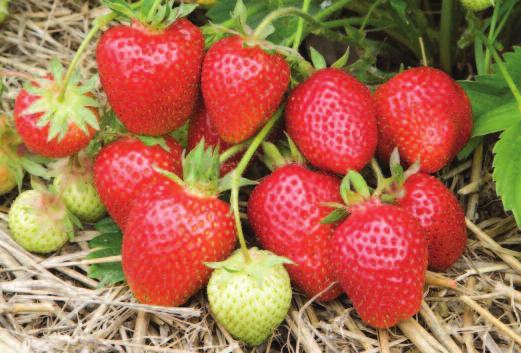 strawberries Late Season: Listed in order of cropping Late Season: Listed in order of cropping strawberries Fenella EU 32669 Bred and selected by Dr.