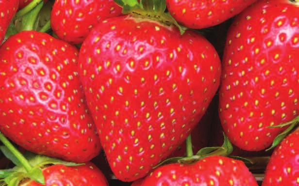 strawberries Late Season: Listed in order of cropping Everbearers strawberries Malwina EU 24376 Bred in Germany in 1998 by Peter Stoppel from a Sophie cross, Malwina has set a new standard for late