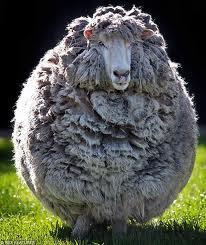 Liner choice : wool or no