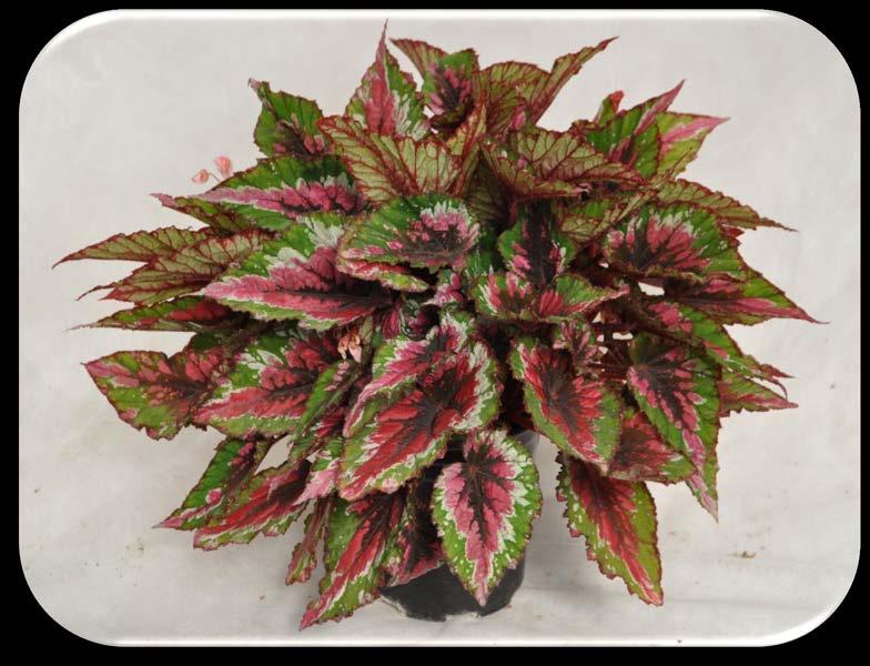 Begonia Rex Shadow King Series: Begonia Rex Shadow King Varieties: Cool White, Lava Red,