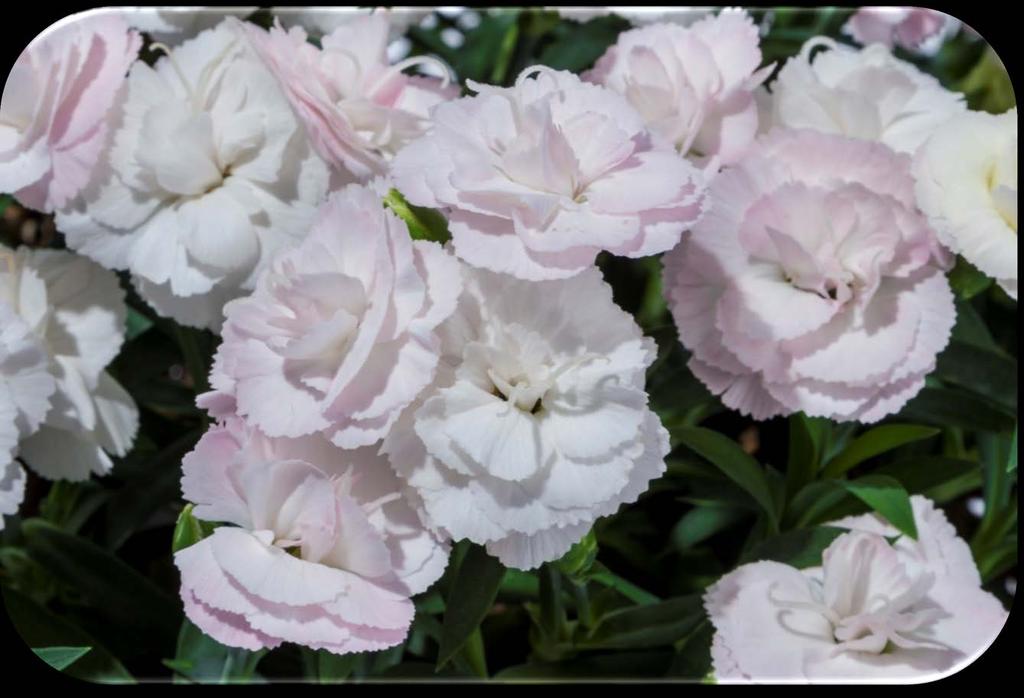 Dianthus Cadence Series: Dianthus Cadence Varieties: Cherry-Red, Raspberry and Salmon Why Grow Cadence : Candence easy to finish, any time of year.