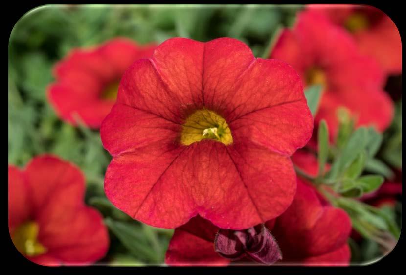 looking to upgrade from GMO Petunias to the