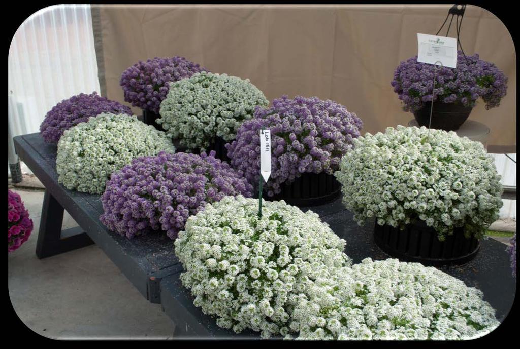 Lobularia Marineland Marineland Lavender and White Series: