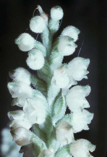 Goodyeara pubescens (Willd.) R. Br.