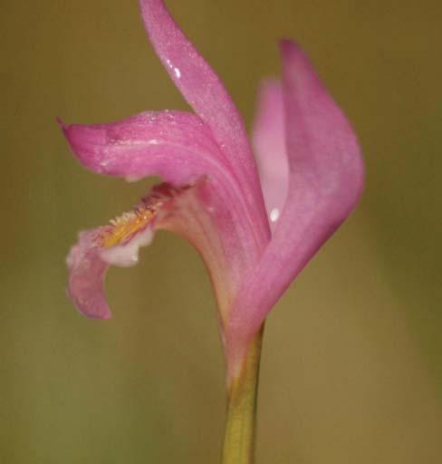 Photo credit: Anne B. Wagner Botanical Name: Arethusa bulbosa L.