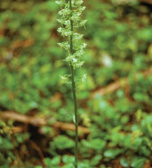 Photo credit: Anne B. Wagner Providence Number of RI sites: 1 (1971) Platanthera orbiculata (Pursh.) Lindl.