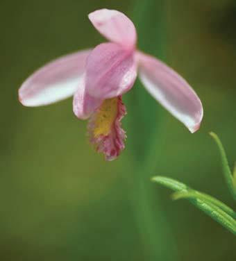 Number of RI sites: Photo credit: Anne B. Wagner Pogonia ophioglossoides (L.) Juss.