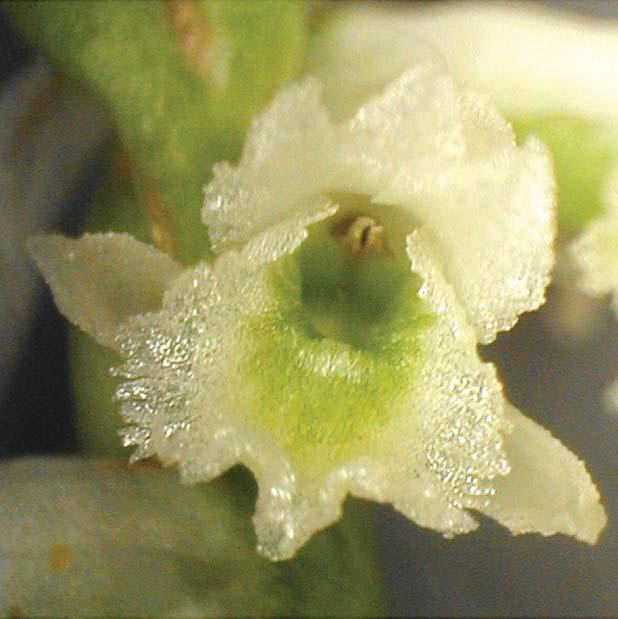 Spiranthes lacera (Raf.) Raf. var. gracilis (Bigel.