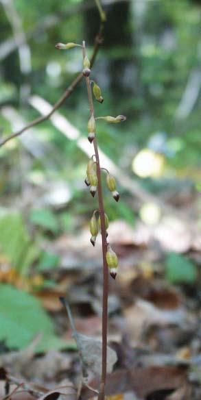 Coral-root rich woods SE Providence 5 RI: MA: