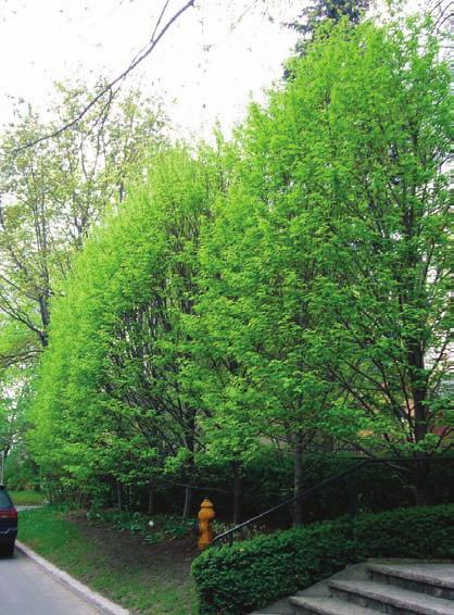 Plant: Platanus x acerifolia (London Planetree), Quercus acutissima (Sawtooth Oak), Quercus phellos (Willow Oak).