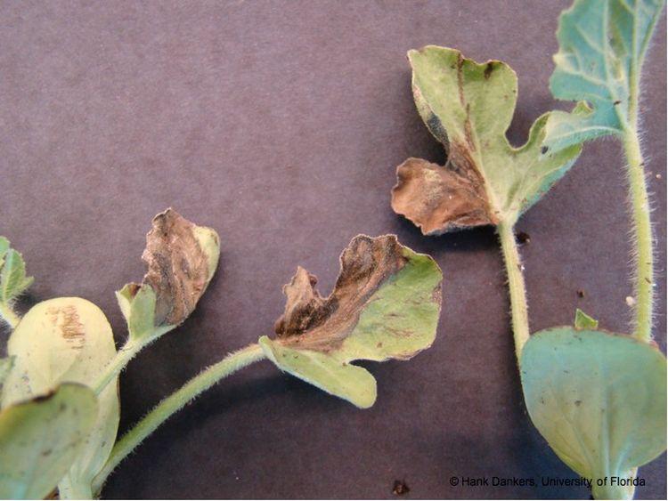 Management of Gummy Stem Blight (Black Rot) on Cucurbits in Florida 2 Figure 2. Necrosis on cantaloupe transplants due to gummy stem blight (click to enlarge). (Credit: Hank Dankers) Figure 4.