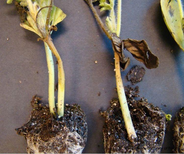 Water-soaked regions on the stem of cantaloupe transplants due to gummy stem blight (click to enlarge). (Credit: Hank Dankers) as a definitive diagnosis of GSB.