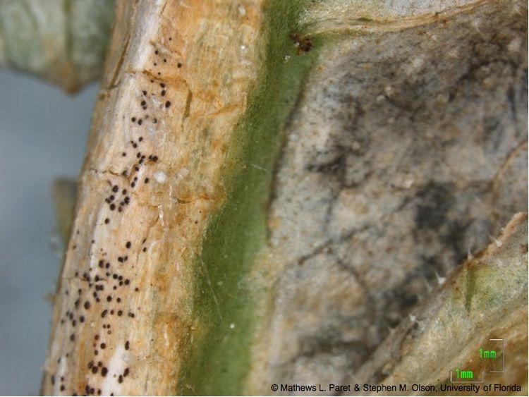 Management of Gummy Stem Blight (Black Rot) on Cucurbits in Florida 3 Figure 7. Black fruiting body (pycnidia) of D. bryoniae on an infected watermelon leaf (click to enlarge).(credit: Mathews L.
