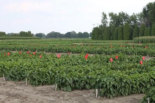 Several pepper field research trials were showcased.