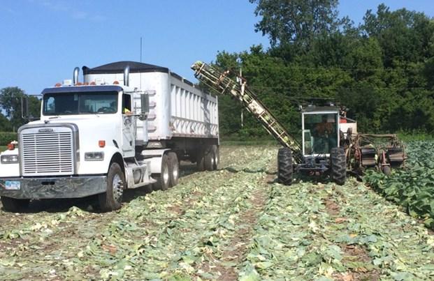Northwest Ohio Processing Cabbage, Pepper and Tomato update from Jeff Unverferth, Agricultural Manager at Hirzel Canning Co