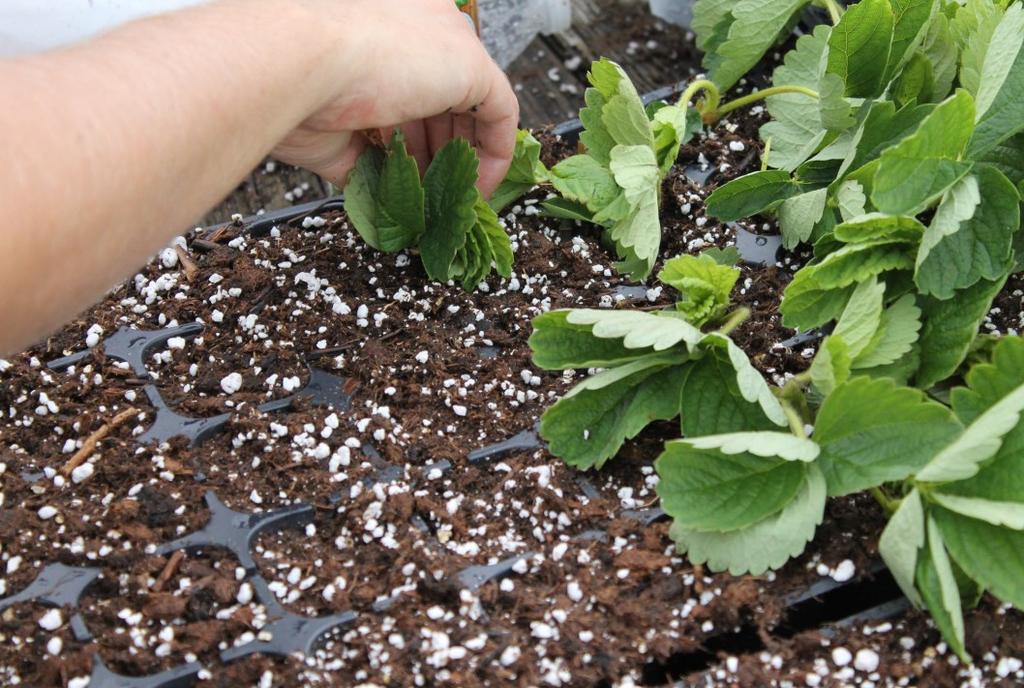 Tips are started in fifty cell plug trays and placed under a mist system outdoors or in an greenhouse. After sticking the tips they are placed under a mist system.