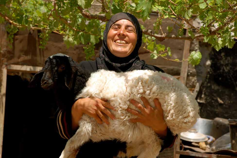 An olive oil producer on her farm in Palestine Credit: Vivien Sansour Aida Karam is a Canaan Fair Trade olive oil producer.