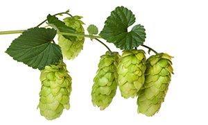 Despite the modern assumption that hops have always been used in beer-making, it is unknown where and when hops were domesticated.