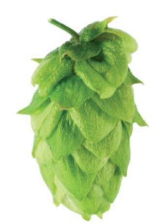 Is Is Malt the New Hops? Hops has special place in Craft Brewing movement, but The 1 st step in brewing is making the wort.