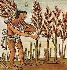 Society was organized in to units called Calpolli: Farmers: Grew crops to feed the population.