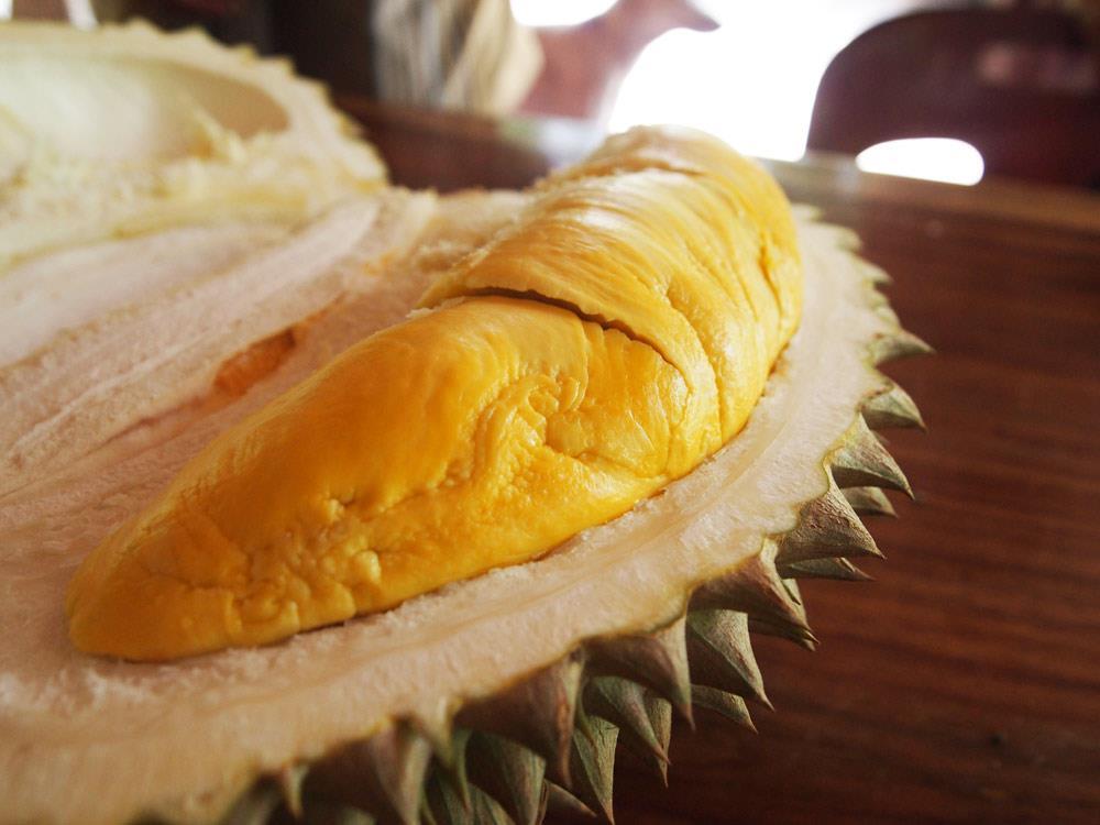 Many of these varieties can be found at the farms of diehard durian lovers who carefully preserved and protected the old durians, sometimes at extensive personal effort.