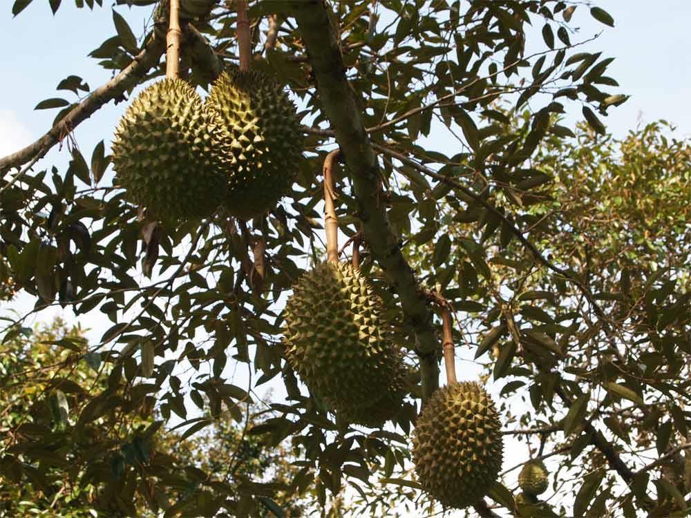 Durian Basics A Short History of Durian in Thailand Traditional Durian Cuisine Overview of Durian Varieties Durian Field Guide Other Durian Species Production Areas Seasonal Guide A Short