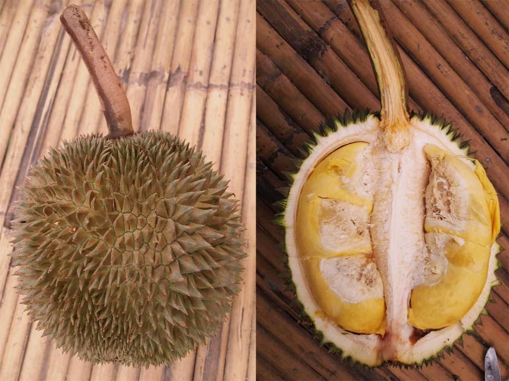 Ganyao (Kanyao, Ganja) About: Ganyao is the most expensive of the Thai durians. It is sometimes jokingly called ganja in comparison to food spiked with marijuana because of its addicting qualities.