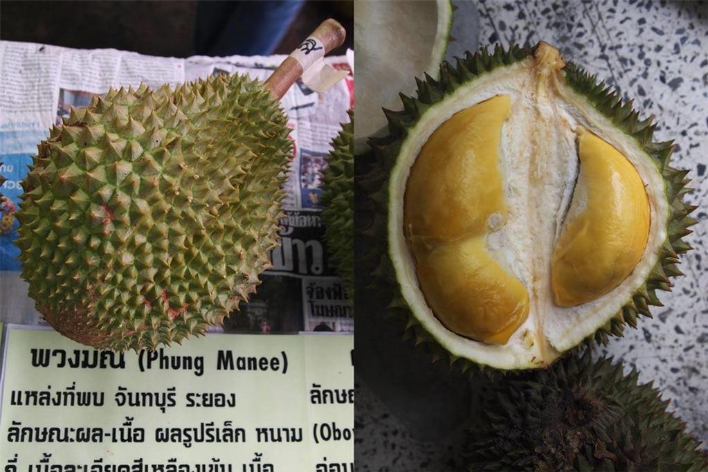 Puangmanee (Pongmanee, Puang Manee, Phung Manee) About: A variety local to Chanthaburi province that is gaining popularity in other regions. Translation: Manee's Flower Clusters.
